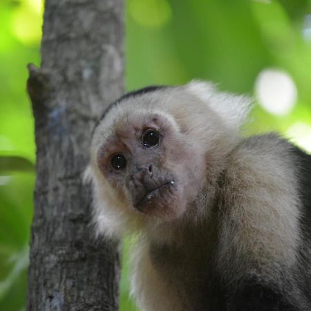 Whispering Wisdom Villa Cahuita Luaran gambar